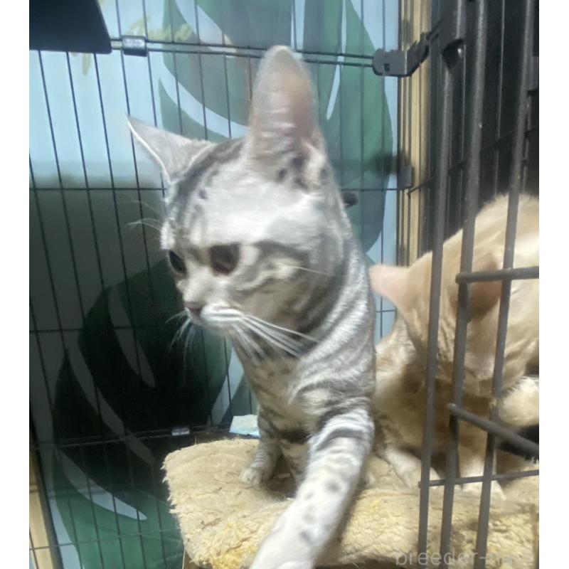 販売中の埼玉県のスコティッシュフォールド-132440の6枚目