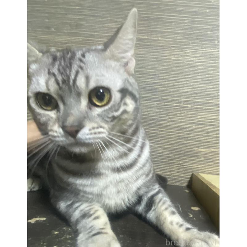 販売中の埼玉県のスコティッシュフォールド-132440の5枚目