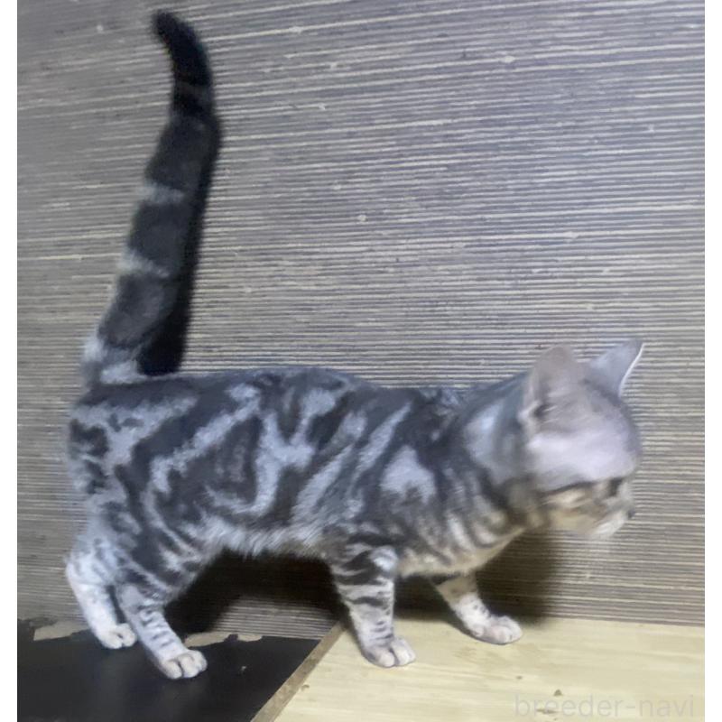 販売中の埼玉県のスコティッシュフォールド-132440の4枚目