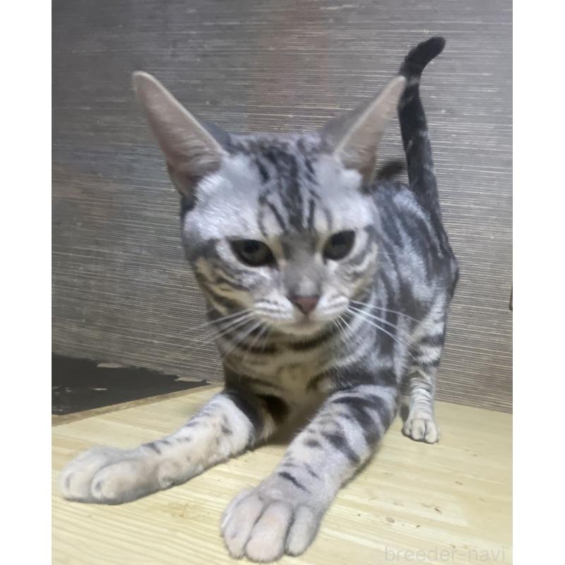 販売中の埼玉県のスコティッシュフォールド-132440の3枚目