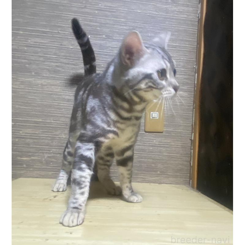 販売中の埼玉県のスコティッシュフォールド-132440の2枚目