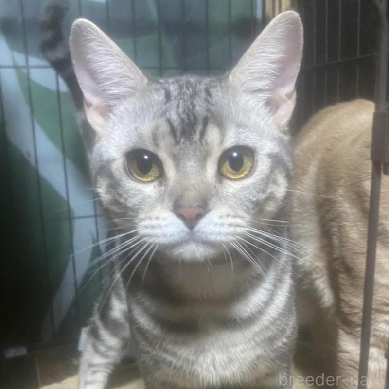 販売中の埼玉県のスコティッシュフォールド-132440