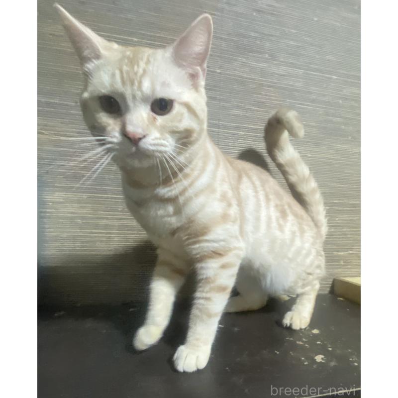 販売中の埼玉県のスコティッシュフォールド-116805の6枚目