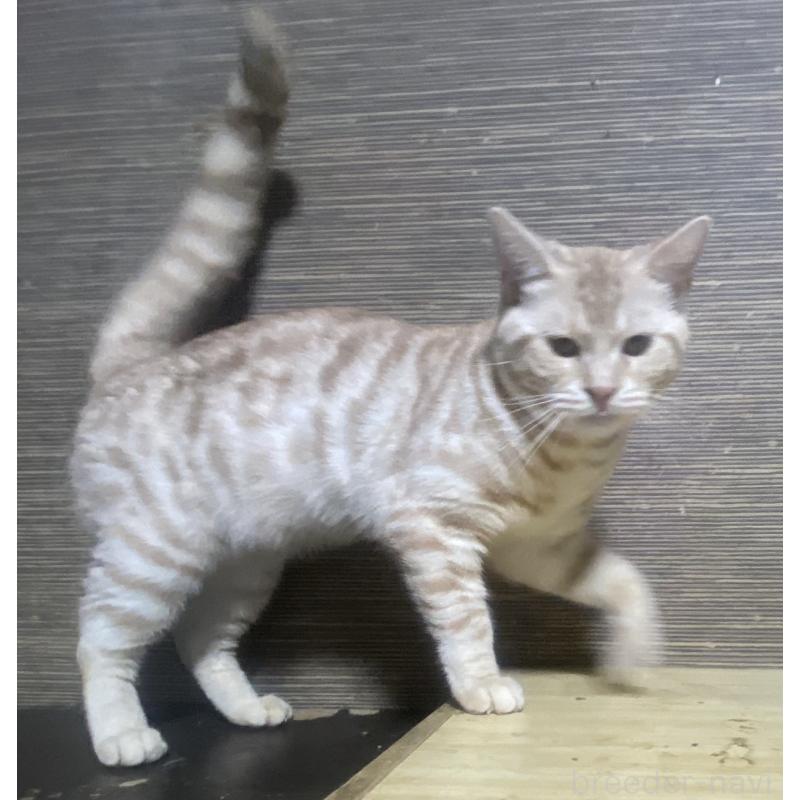 販売中の埼玉県のスコティッシュフォールド-116805の5枚目