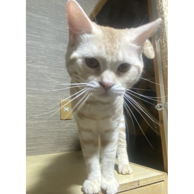 販売中の埼玉県のスコティッシュフォールド-116805の4枚目