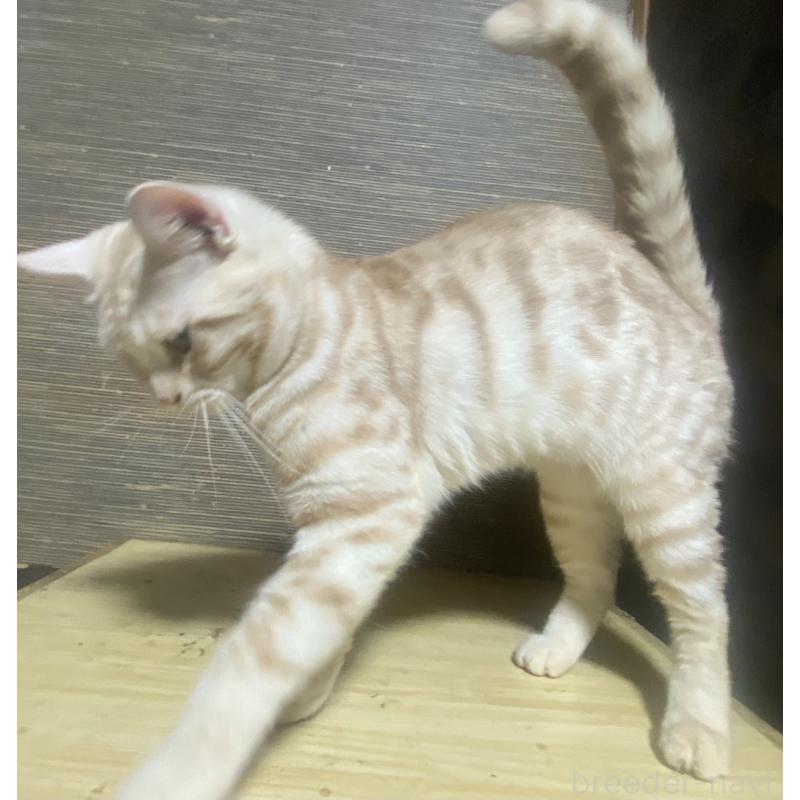 販売中の埼玉県のスコティッシュフォールド-116805の3枚目