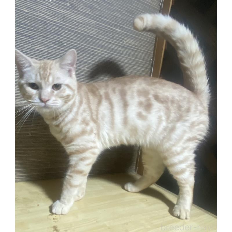 販売中の埼玉県のスコティッシュフォールド-116805の2枚目