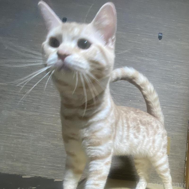 販売中の埼玉県のスコティッシュフォールド-116805の1枚目