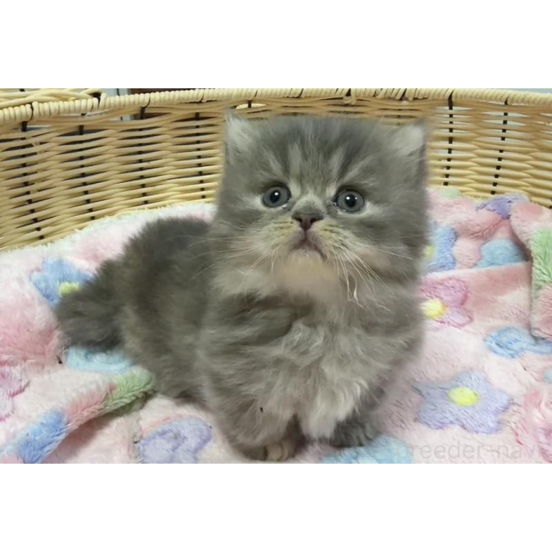 販売中の京都府のマンチカン(短足)-132442の11枚目