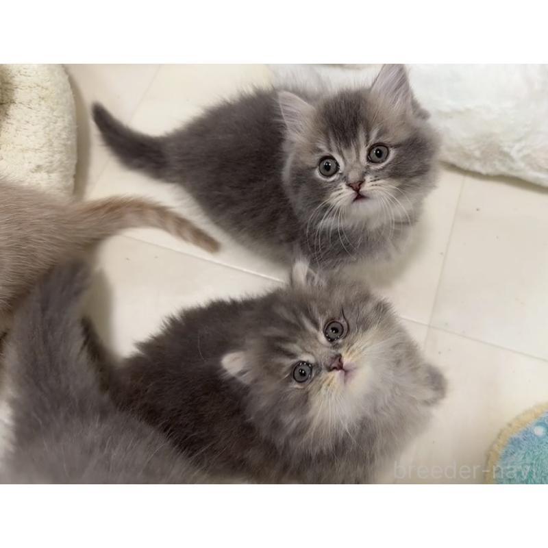 販売中の京都府のマンチカン(短足)-132442の10枚目