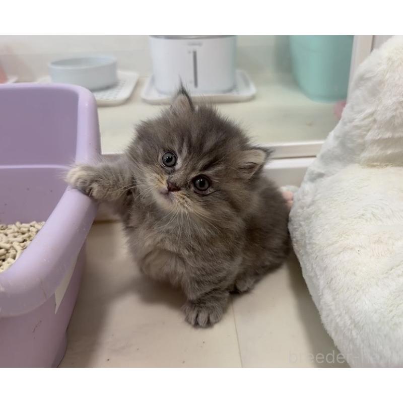 販売中の京都府のマンチカン(短足)-132442の9枚目