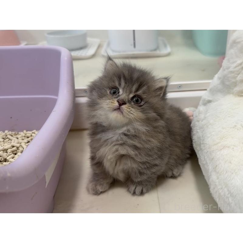 販売中の京都府のマンチカン(短足)-132442の8枚目