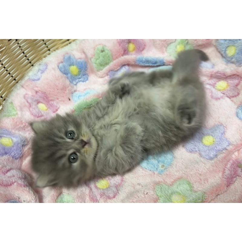 販売中の京都府のマンチカン(短足)-132442の7枚目