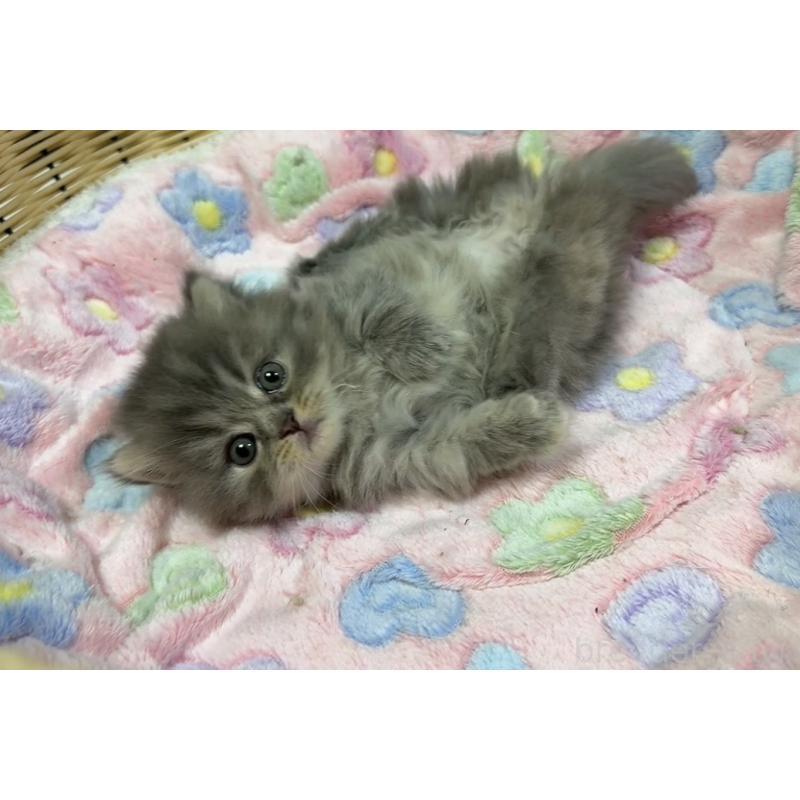 販売中の京都府のマンチカン(短足)-132442の5枚目