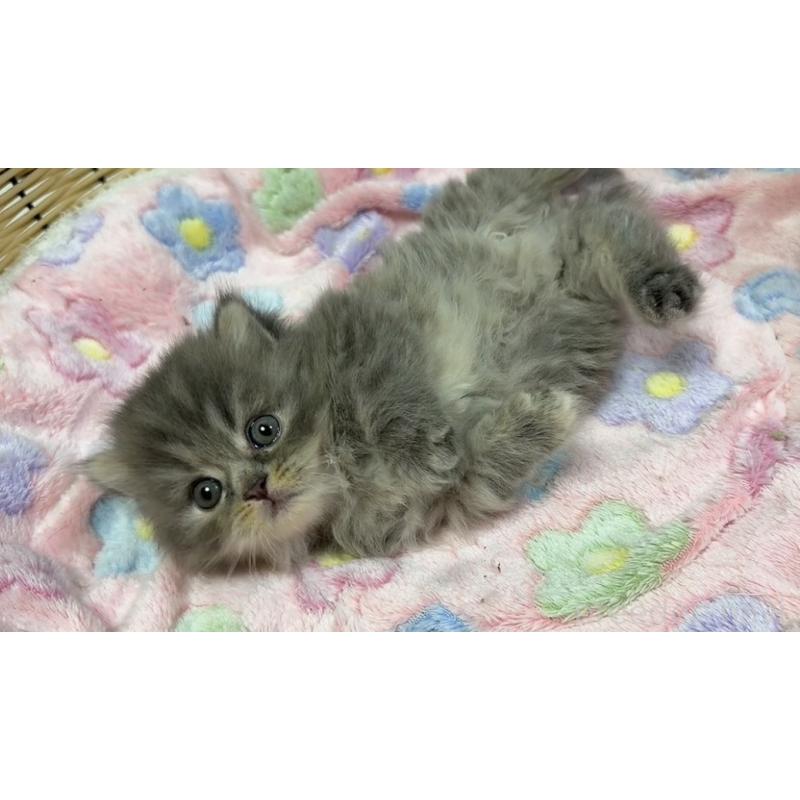 販売中の京都府のマンチカン(短足)-132442の4枚目