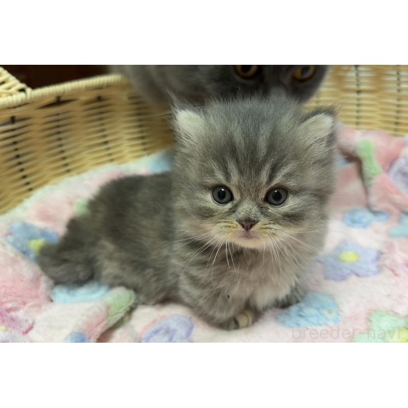 販売中の京都府のマンチカン(短足)-132442の3枚目