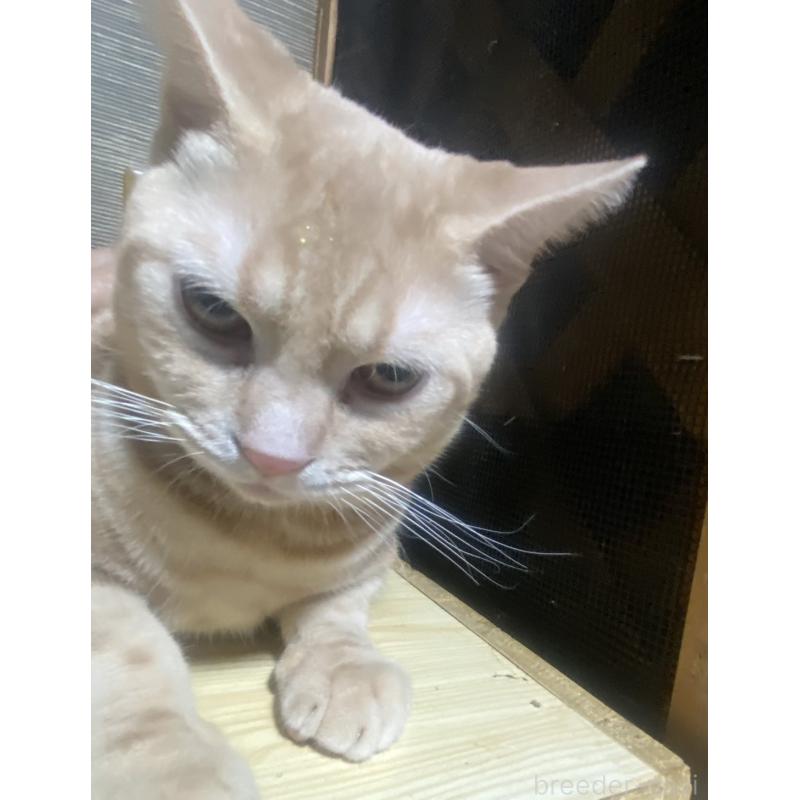 販売中の埼玉県のスコティッシュフォールド-132441の6枚目