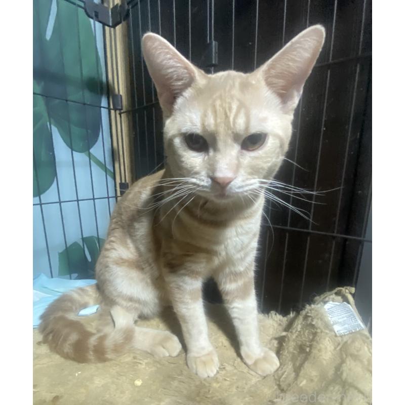 販売中の埼玉県のスコティッシュフォールド-132441の2枚目