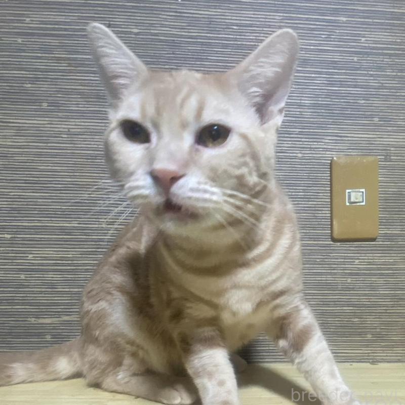 販売中の埼玉県のスコティッシュフォールド-132441の1枚目