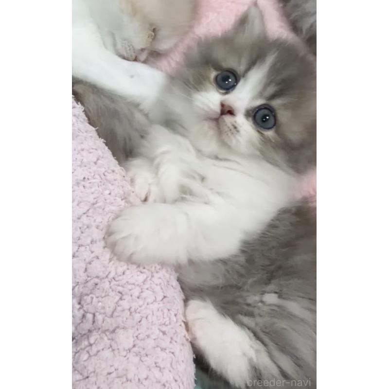 販売中の京都府のミヌエット(短足)-132443の8枚目