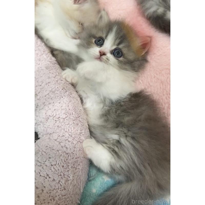 販売中の京都府のミヌエット(短足)-132443の6枚目