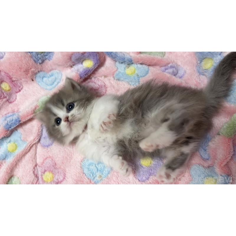 販売中の京都府のミヌエット(短足)-132443の5枚目