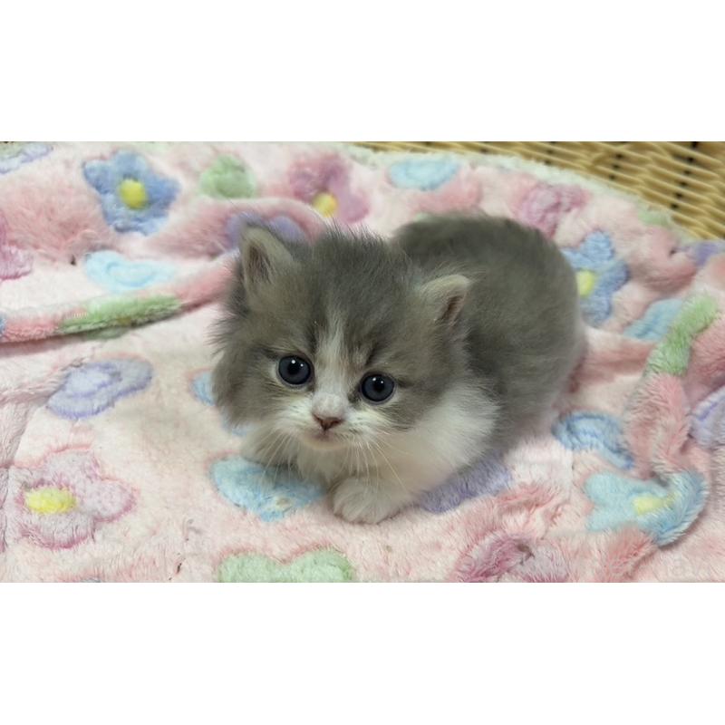 販売中の京都府のミヌエット(短足)-132443の4枚目