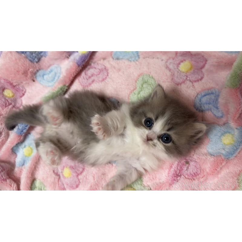 販売中の京都府のミヌエット(短足)-132443の2枚目