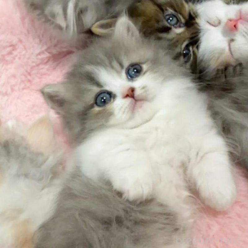 販売中の京都府のミヌエット(短足)-132443