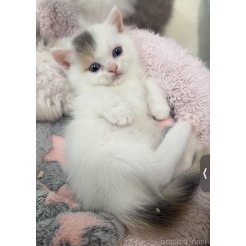 販売中の京都府のミヌエット(短足)-132444の7枚目