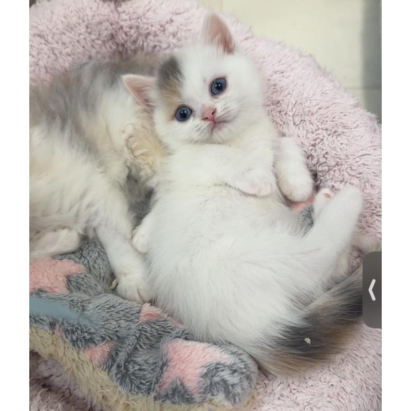 販売中の京都府のミヌエット(短足)-132444の6枚目