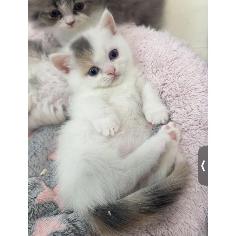 販売中の京都府のミヌエット(短足)-132444の5枚目