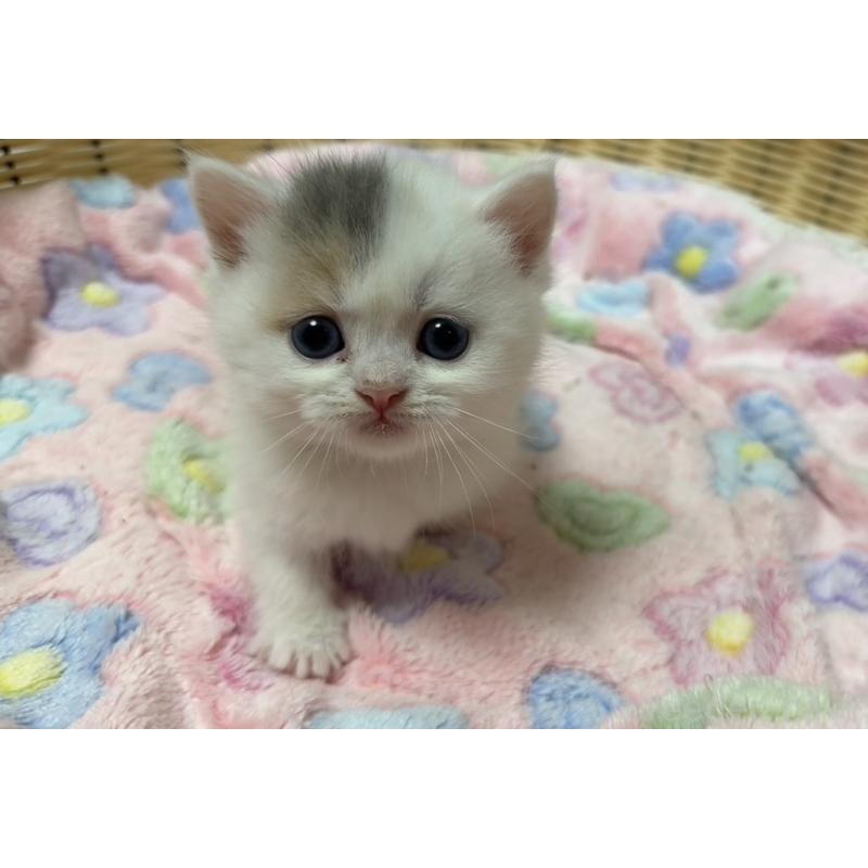 販売中の京都府のミヌエット(短足)-132444の4枚目