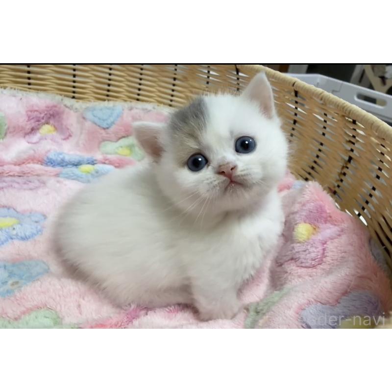 販売中の京都府のミヌエット(短足)-132444の3枚目