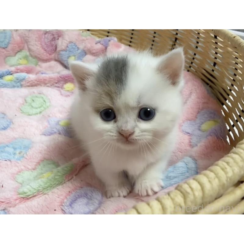 販売中の京都府のミヌエット(短足)-132444の2枚目