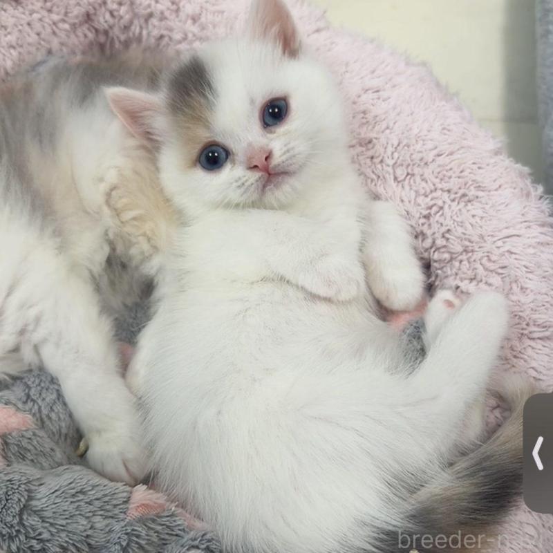 販売中の京都府のミヌエット(短足)-132444