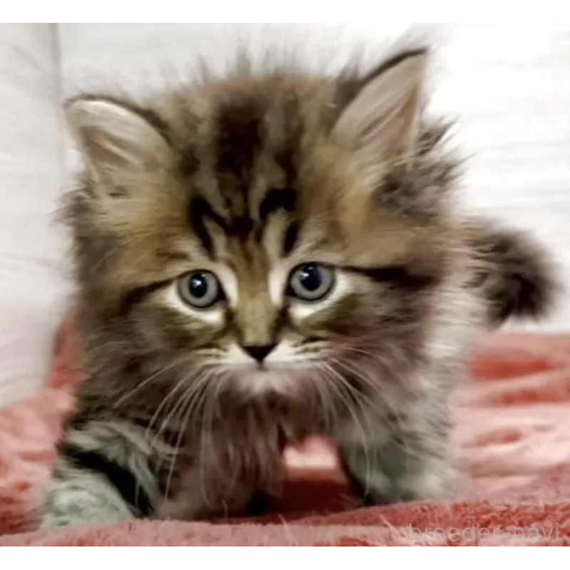 販売中の三重県のミヌエット-132445の2枚目