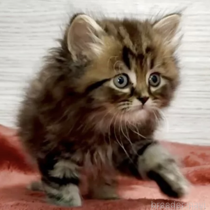 販売中の三重県のミヌエット-132445の1枚目