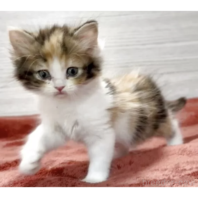 販売中の三重県のミヌエット-132446の2枚目