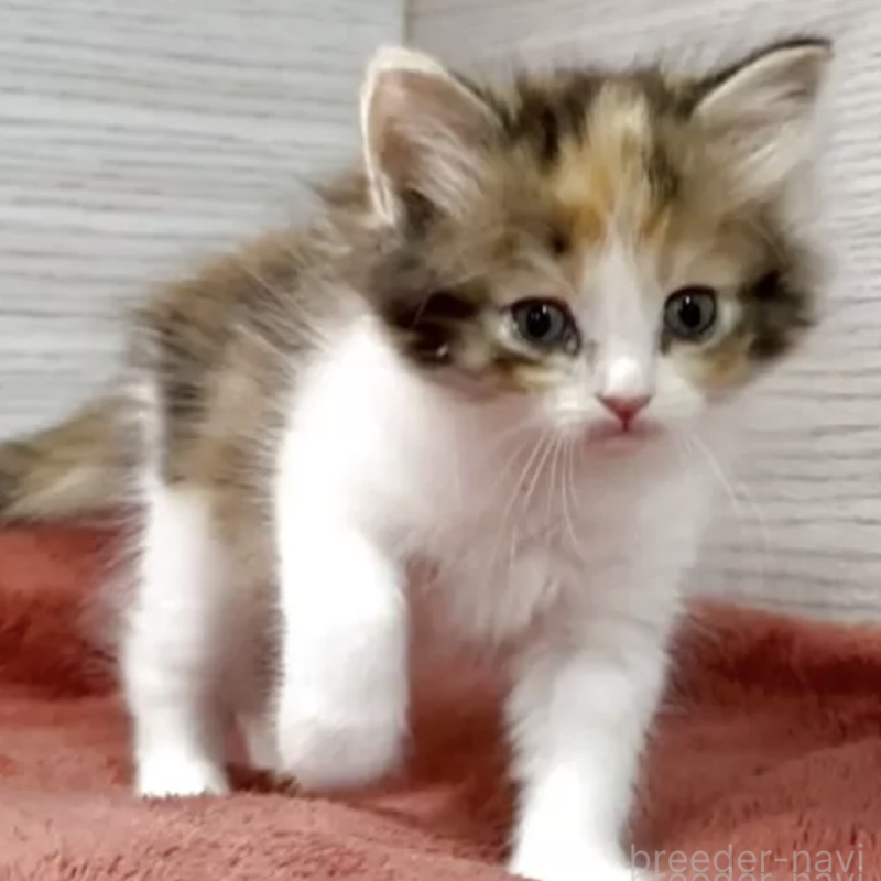 販売中の三重県のミヌエット-132446