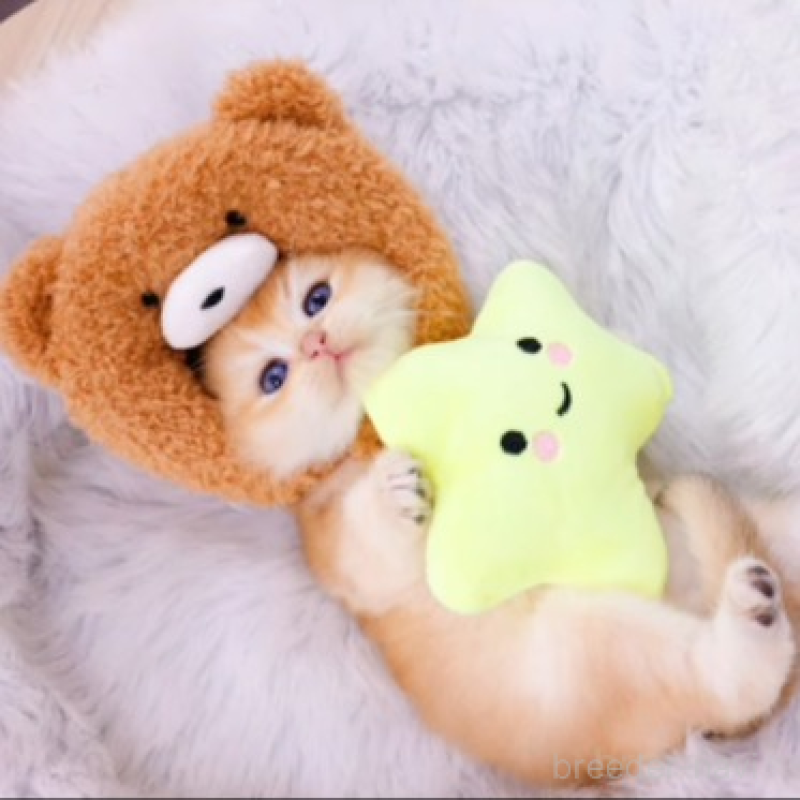 販売中の岐阜県のブリティッシュショートヘア-132447