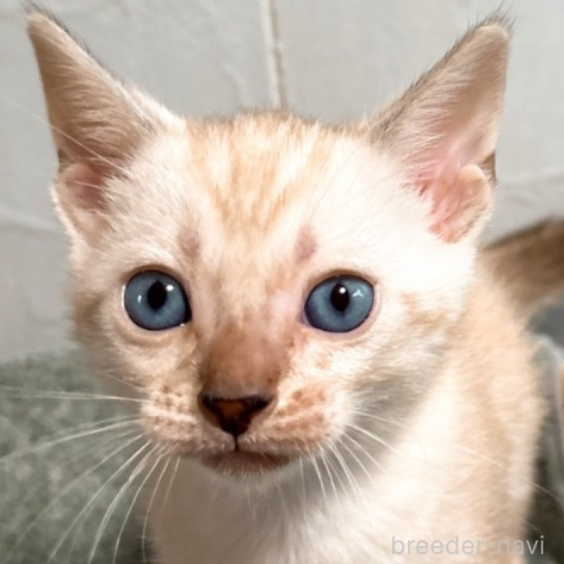 販売中の北海道のベンガル-132451