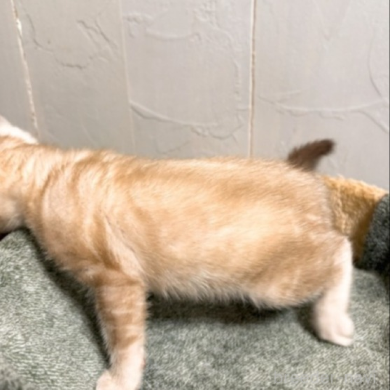 販売中の北海道のベンガル-132451の4枚目