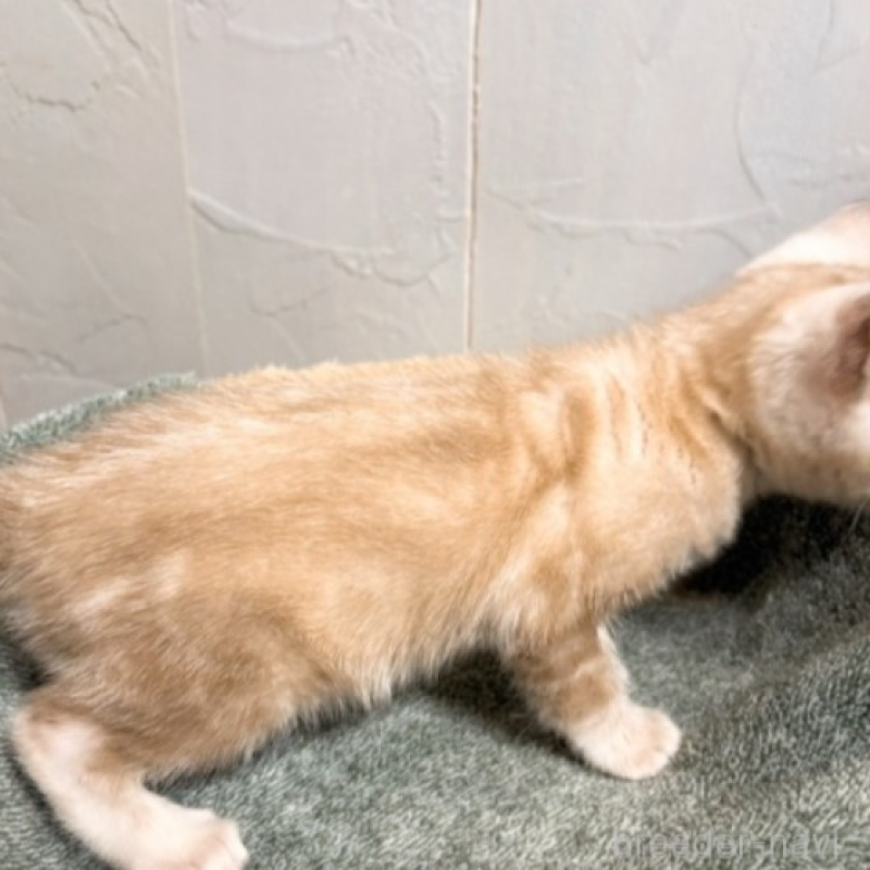 販売中の北海道のベンガル-132451の3枚目