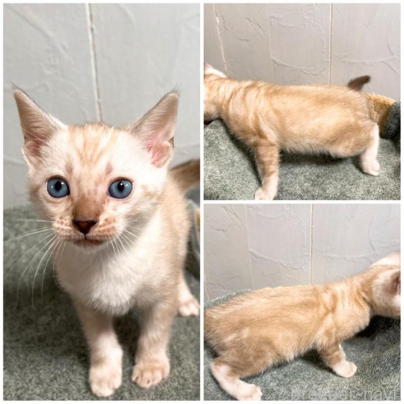 販売中の北海道のベンガル-132451の2枚目