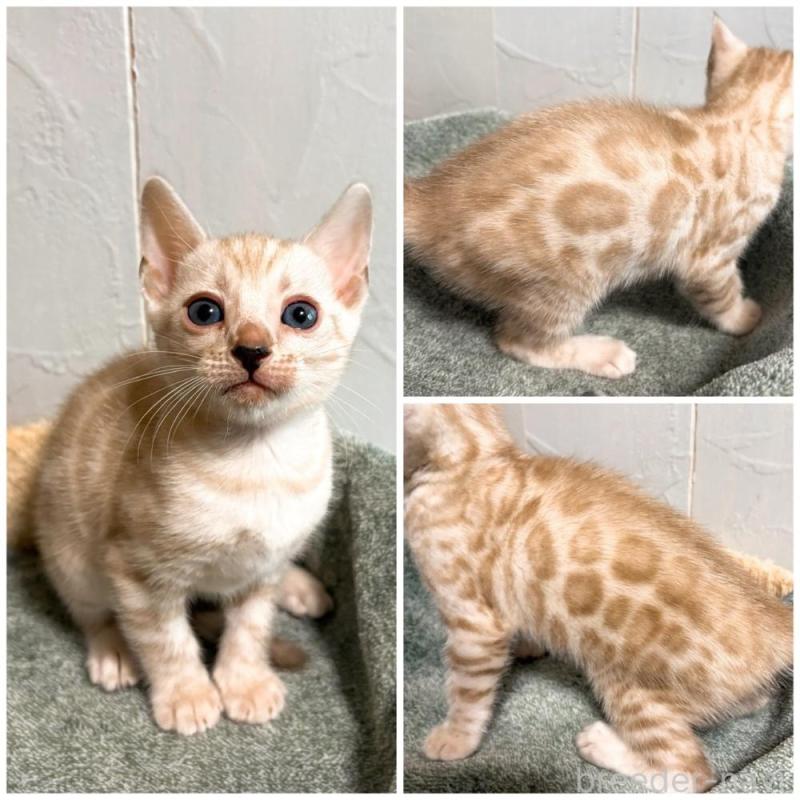 販売中の北海道のベンガル-132452の4枚目