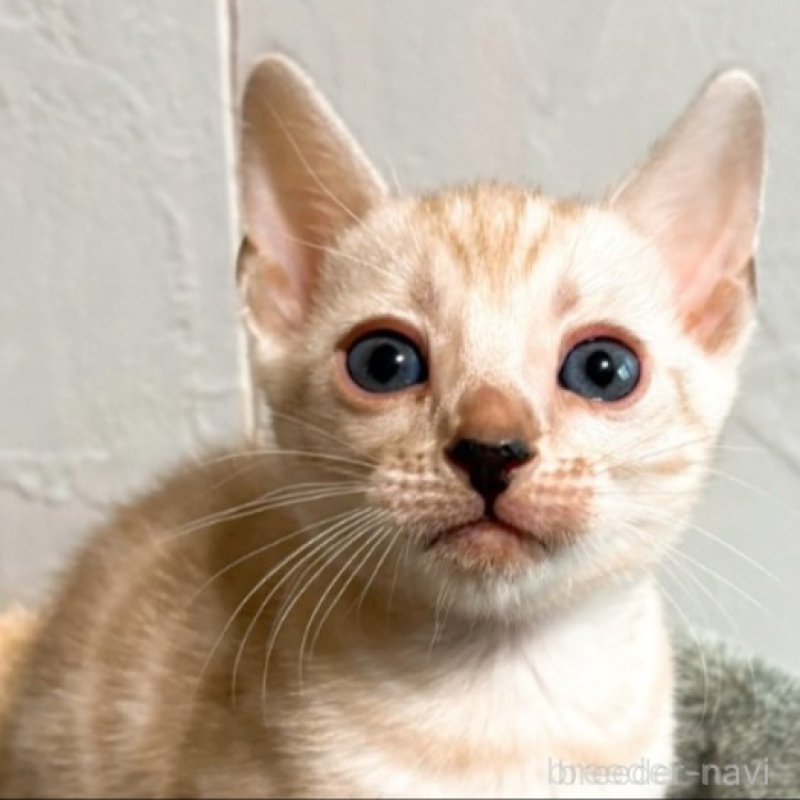 販売中の北海道のベンガル-132452