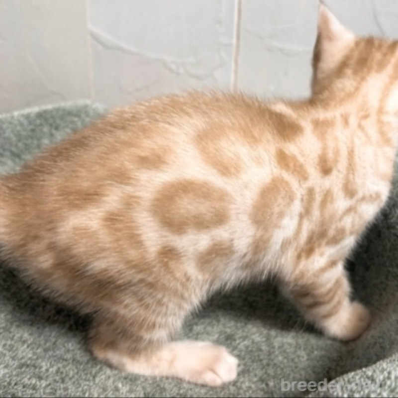 販売中の北海道のベンガル-132452の3枚目