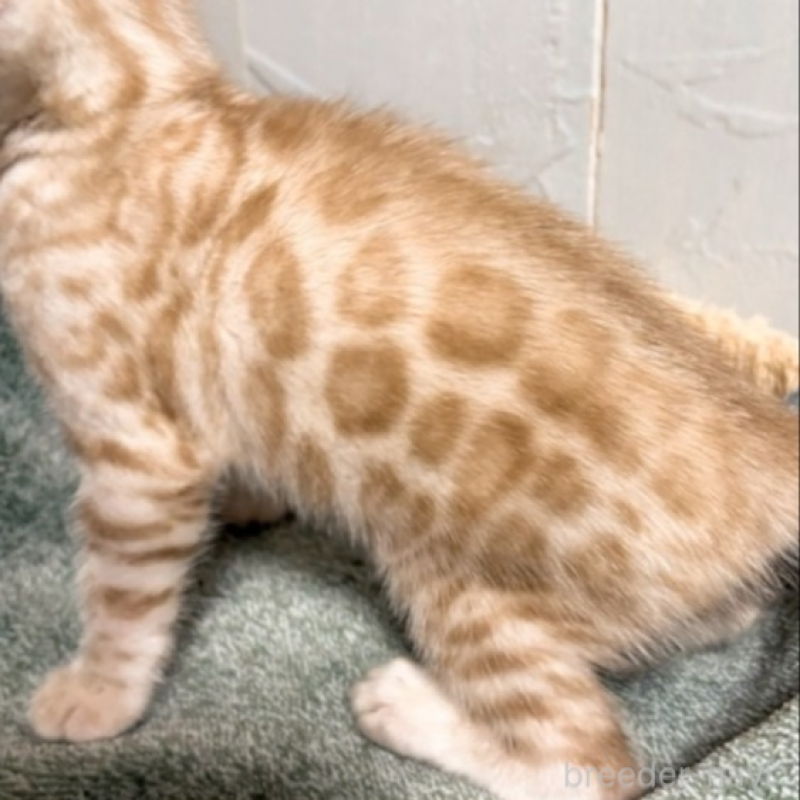 販売中の北海道のベンガル-132452の2枚目