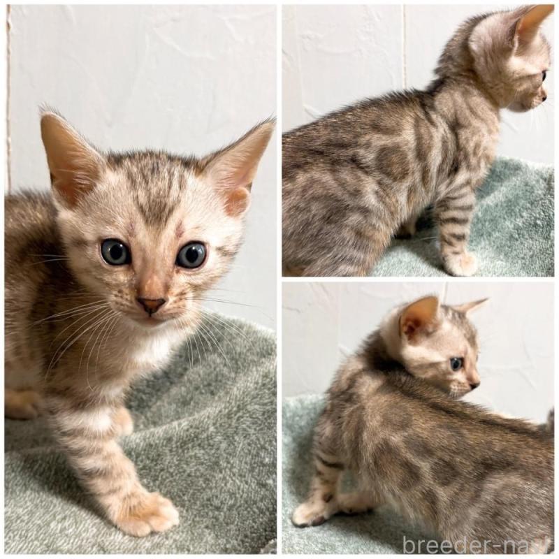 販売中の北海道のベンガル-132453の4枚目